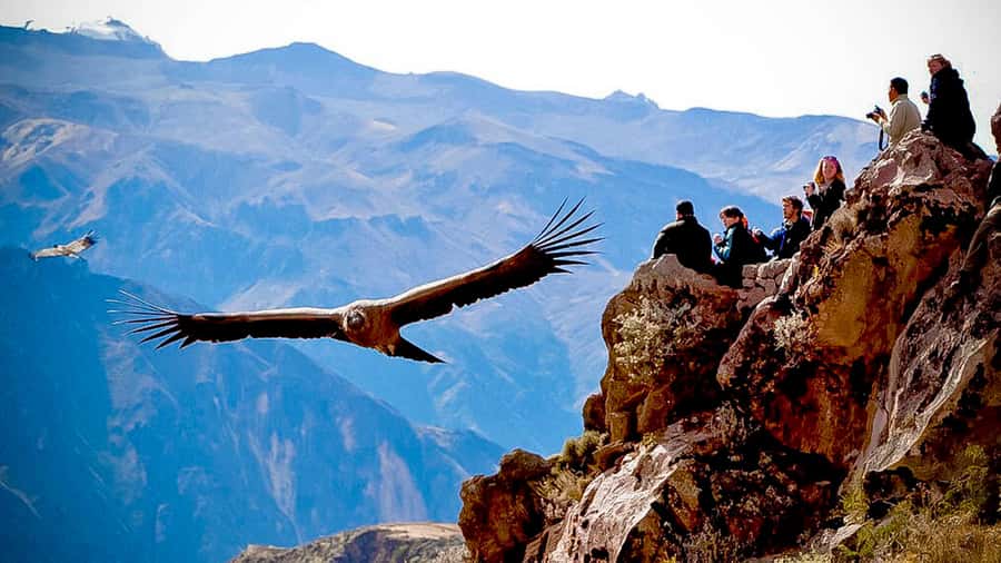 From Arequipa: Full Day Colca Canyon Tour - Antahuilque and the Choquetico platforms