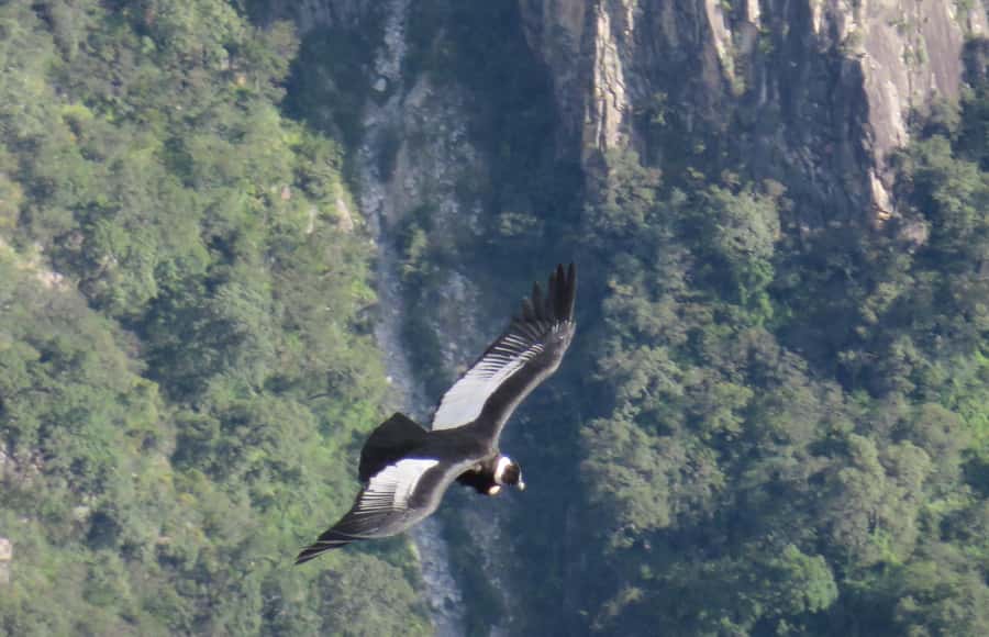 From Arequipa: Full Day Tour of Colca Canyon with Meals - Cruz del Cóndor: the morning’s main event
