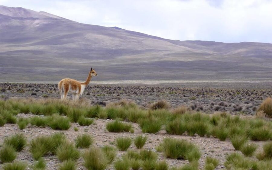 From Arequipa: Fullday Tour Colca Canyon + Transfer To Puno - The high pass, wetlands, and camelids
