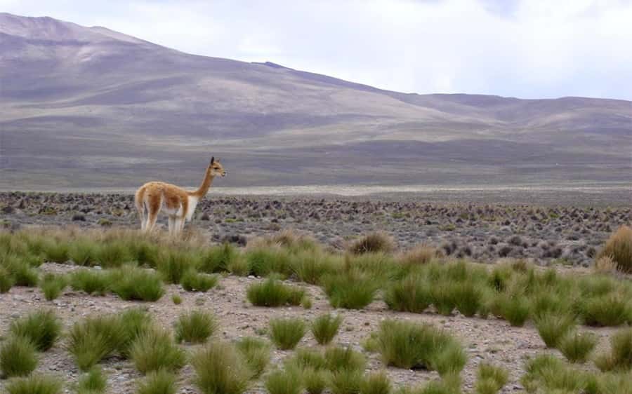 From Arequipa: One Day Trip to Colca Canyon Ending in Puno - Chacapi hot springs at 11:30 a.m.