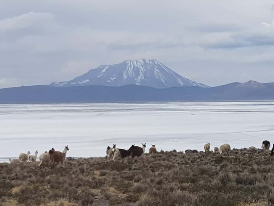 From Arequipa: Salinas Lagoon Full-Day Trip with Hot Springs - Leaving Arequipa before the day warms up