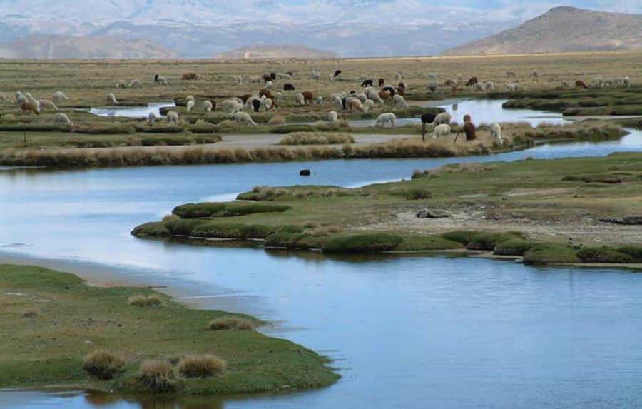 From Arequipa: Salinas Lagoon Full-Day Trip with Hot Springs - Lunch in Chiguata before returning to Arequipa