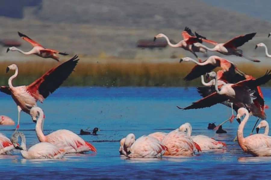 From Arequipa: Salinas Lagoon Full-Day Trip with Hot Springs - The guide can make the long route better