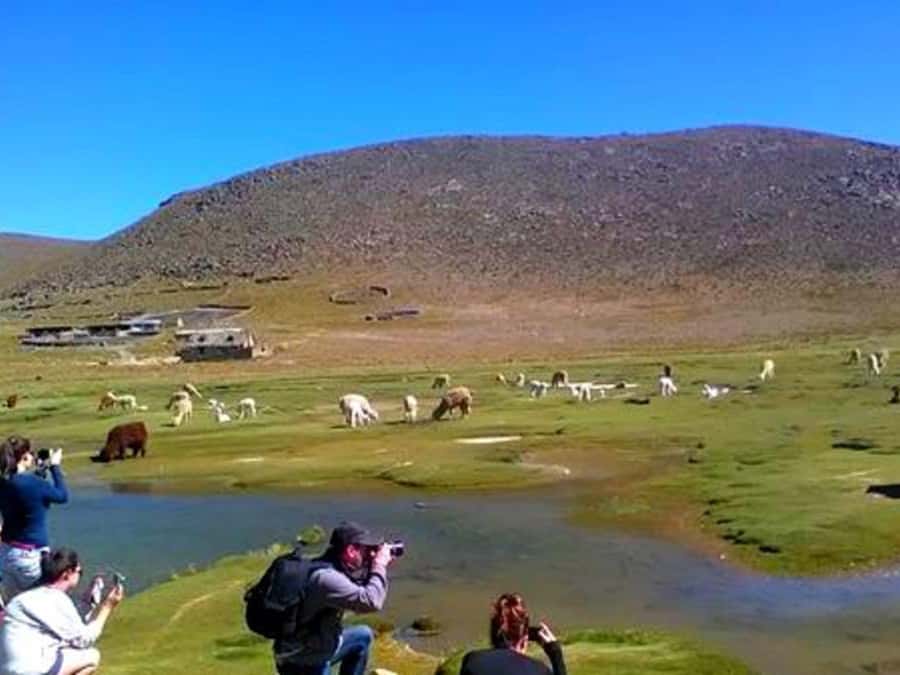 From Arequipa: Tour Colca Canyon 2 Days with End in Puno - Day two: condors, terraces, and the road to Puno