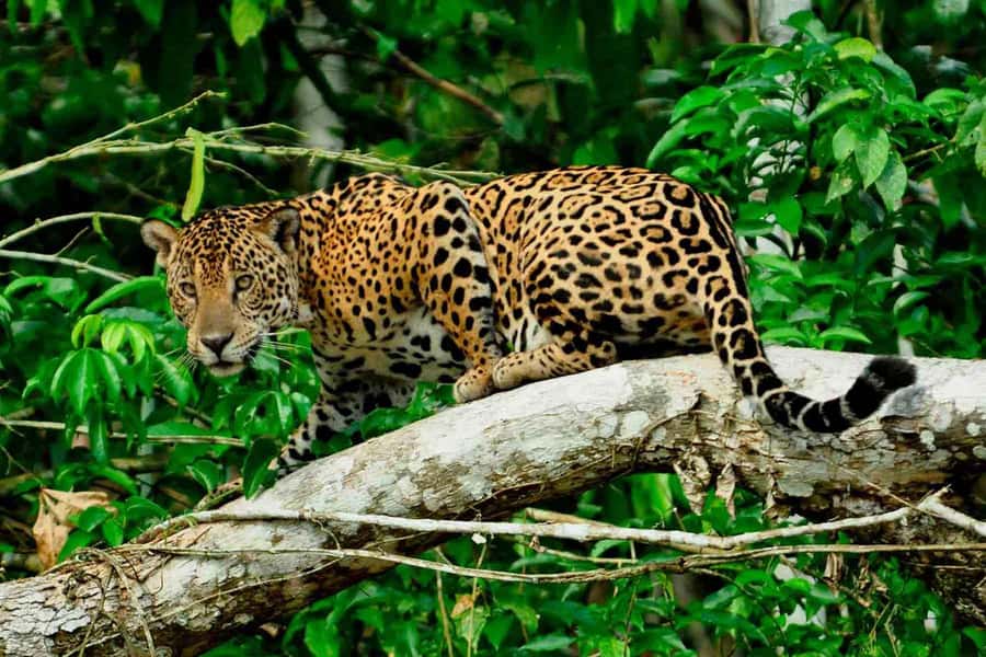 From Cusco: 4-Day Manu National Park Guided Tour - The long road from Cusco to the cloud forest