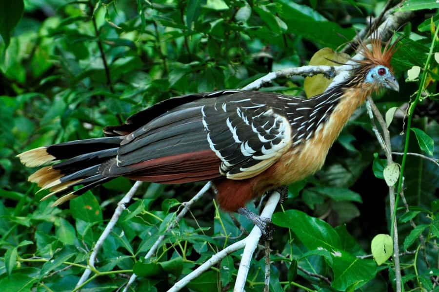 From Cusco: 4-Day Manu National Park Guided Tour - Pilcopata and the first night in basic lodging