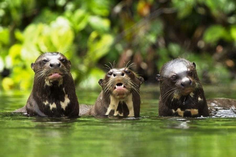 From Cusco: 4-Day Manu National Park Guided Tour - Who should book this Manu trip?