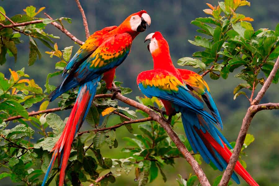 From Cusco: 4-Day Manu National Park Guided Tour - From Puerto Atalaya to the Alto Madre de Dios River