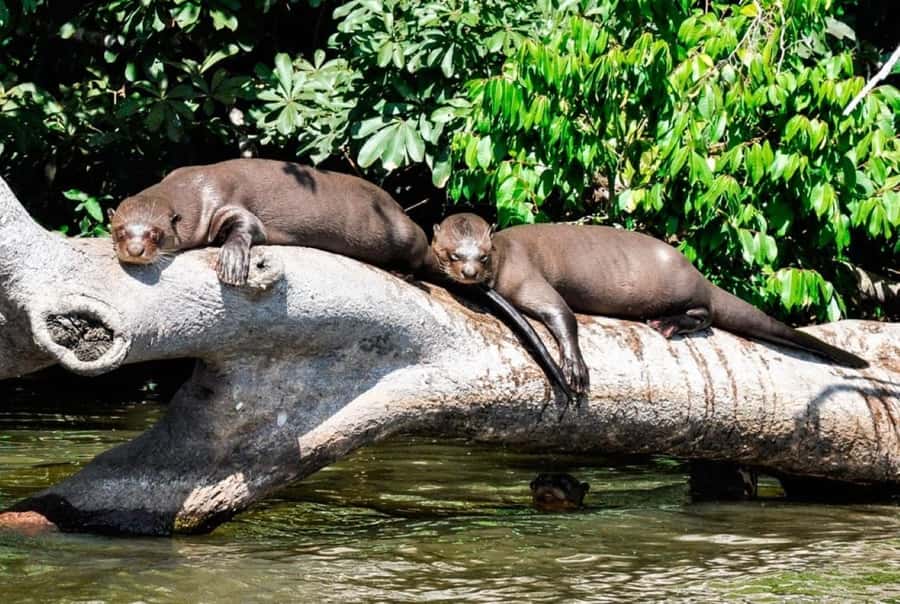 From Cusco: 4 Day Puerto Maldonado Sandoval Lake Excursion - Key points to know before booking