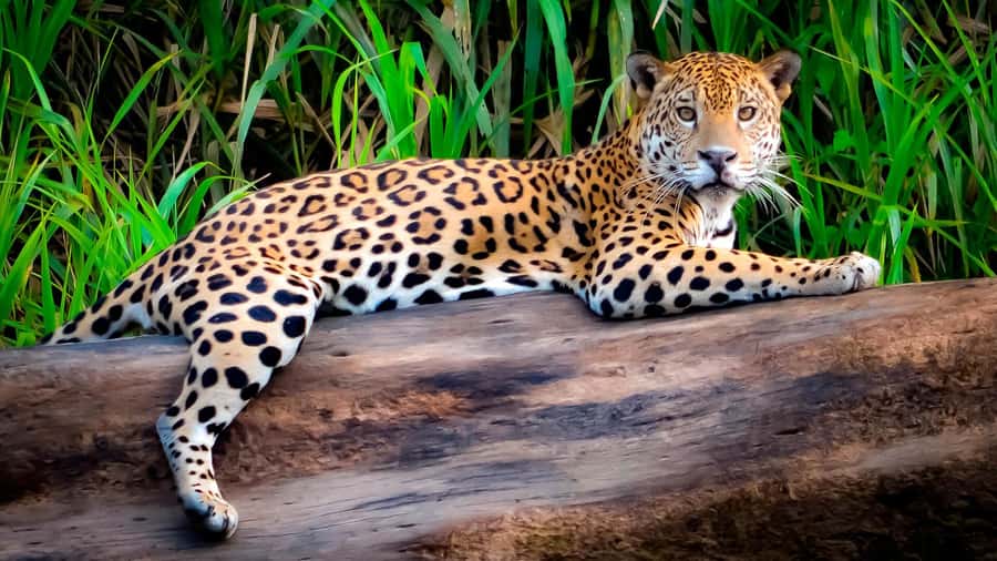 From Cusco: 4 Day Puerto Maldonado Sandoval Lake Excursion - From Cusco to the Madre de Dios River
