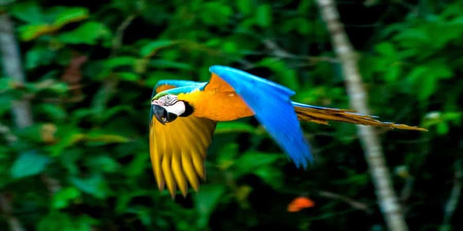 From Cusco: 4 Day Puerto Maldonado Sandoval Lake Excursion - Day two: Sandoval Lake inside Tambopata National Reserve