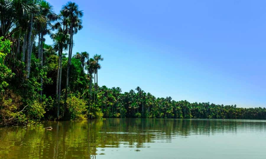 From Cusco: 4 Day Puerto Maldonado Sandoval Lake Excursion - Day three: Parrots, kayaks, and a high view of the forest