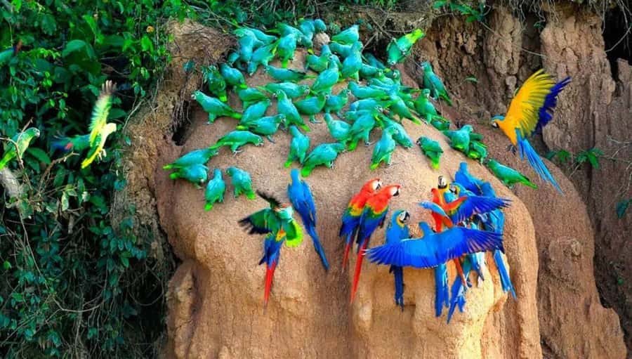 From Cusco: 4 Day Puerto Maldonado Sandoval Lake Excursion - Wildlife: what you might actually see