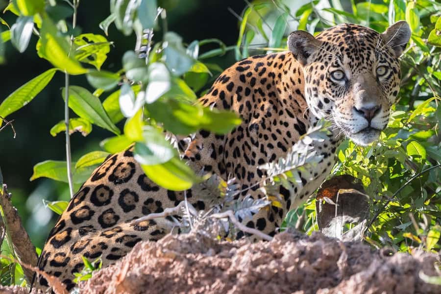 From Cusco: 4 Day Puerto Maldonado Sandoval Lake Excursion - Food, rooms, and guide quality