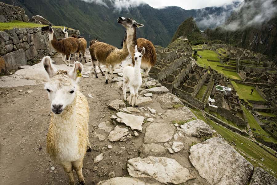 From Cusco: Machu Picchu Private Day Trip on Panoramic Train - Who should book this private Machu Picchu trip?