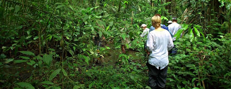 From Cusco: Manu National Park 3 Day Tour - Early forest walk, coca, and river country