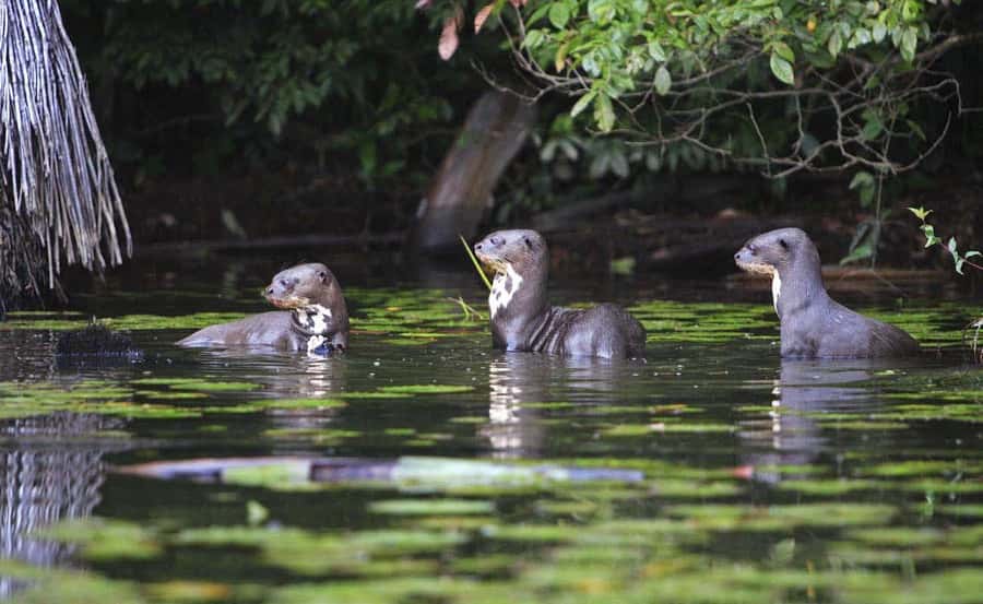 From Cusco: Manu National Park 3 Day Tour - One hour of kayaking on the Alto Madre de Dios