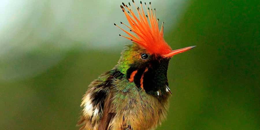 From Cusco: Manu National Park Tour & Accommodation 3 Days - Key points before you book