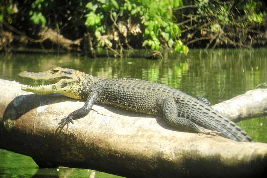 From Cusco: Manu National Park Tour & Accommodation 3 Days - Who should choose this Manu tour?
