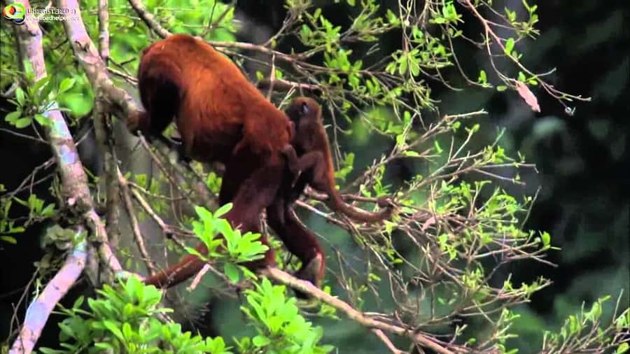 From Cusco: Manu National Park Tour & Accommodation 3 Days - Why this three-day Manu trip works