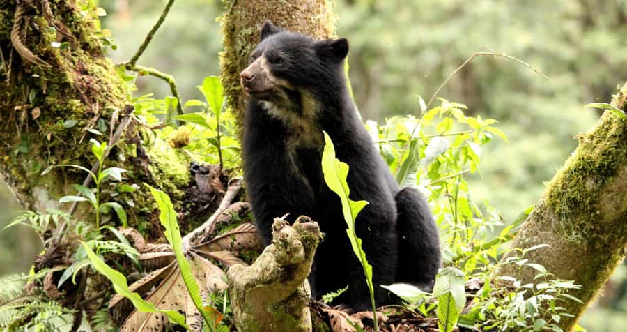 From Cusco: Manu National Park Tour & Accommodation 3 Days - Accommodation, meals, and what to pack