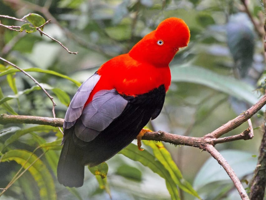 From Cusco: Manu National Park Tour & Accommodation 3 Days - Value, timing, and booking flexibility