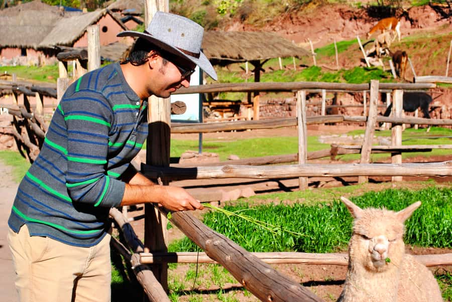 From Cusco: Private Pisac Ruins and Alpaca Farm Day Trip - Why this short Sacred Valley trip works