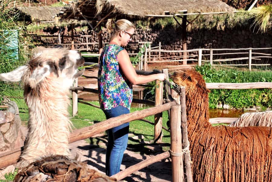 From Cusco: Private Pisac Ruins and Alpaca Farm Day Trip - Manos de la Comunidad and the alpaca introduction
