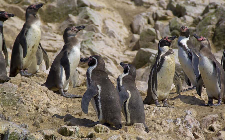From Huacachina: Ballestas and Paracas Reserve - GROUP TOUR - The basic shape of this full-day trip