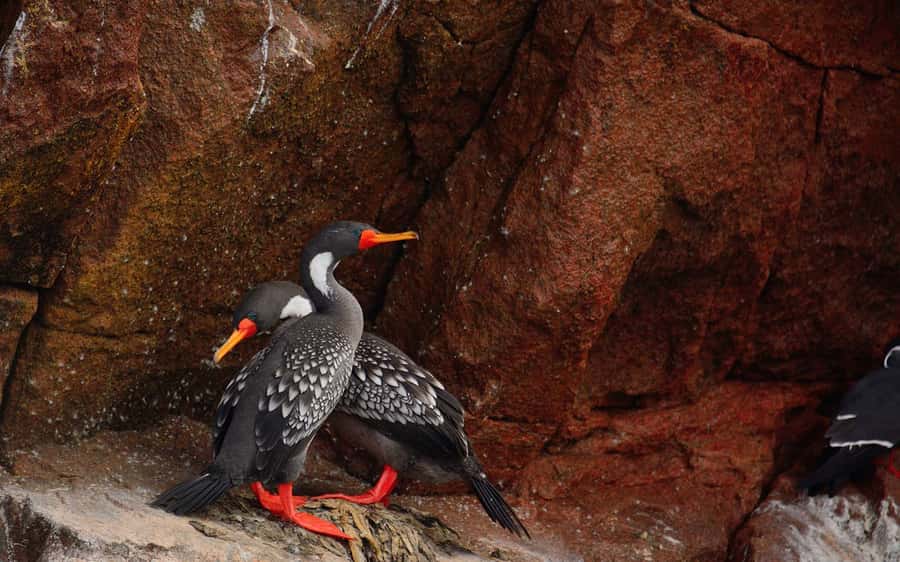 From Huacachina: Ballestas and Paracas Reserve - GROUP TOUR - Ballestas Islands: the reason to take the tour
