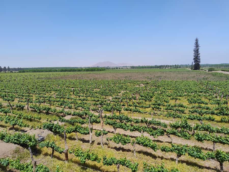 From Ica or Huacachina: Tour to Tacama Vineyard and Artisanal Winery. - Key points at a glance