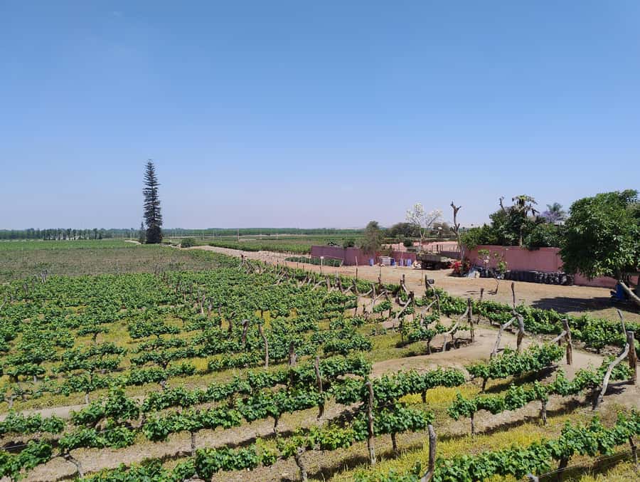 From Ica or Huacachina: Tour to Tacama Vineyard and Artisanal Winery. - Hacienda Tacama, the historic first stop