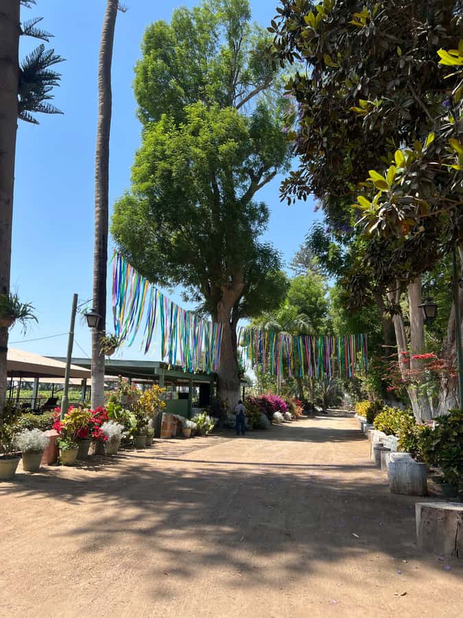 From Ica or Huacachina: Tour to Tacama Vineyard and Artisanal Winery. - Timing, language, and practical comfort
