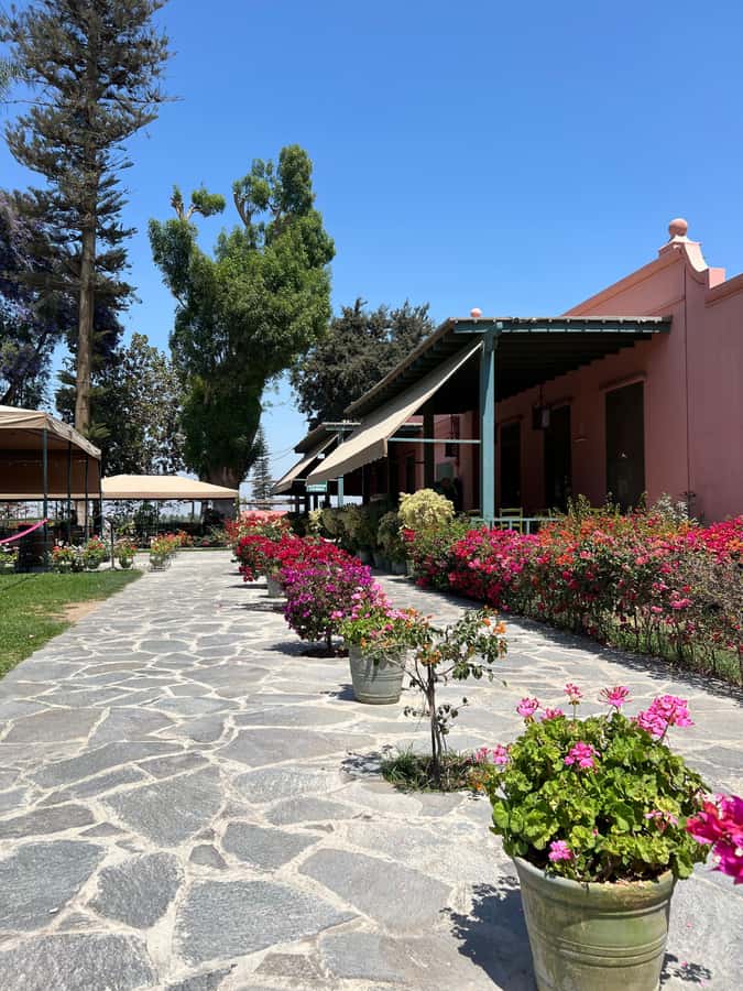 From Ica or Huacachina: Tour to Tacama Vineyard and Artisanal Winery. - Who should book this half-day outing