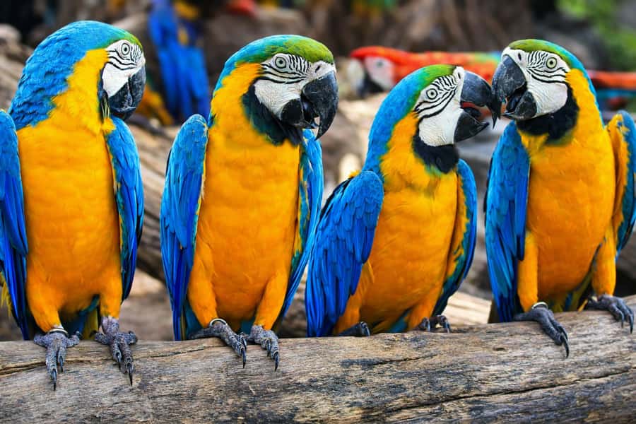 From Iquitos: 3-Day Amazon Jungle Adventure Trip - Day two: sunrise birds and piranha fishing
