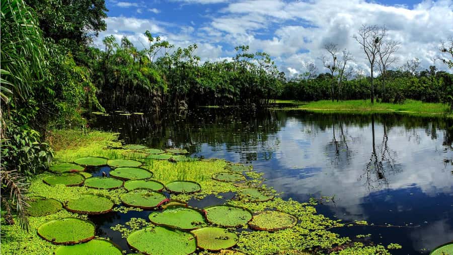 From Iquitos: Full day tour in the Peruvian jungle - Key things to know before you book