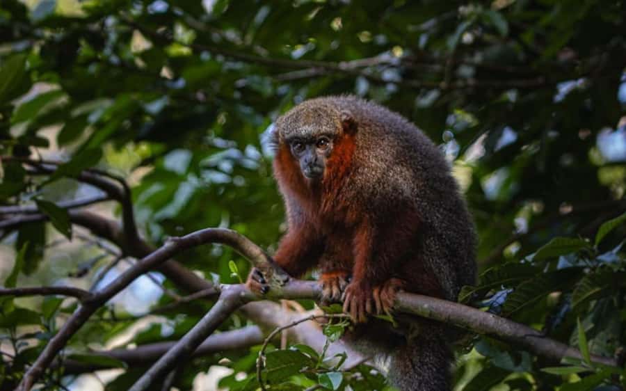 From Iquitos: Full day tour in the Peruvian jungle - Is $133 a fair price?