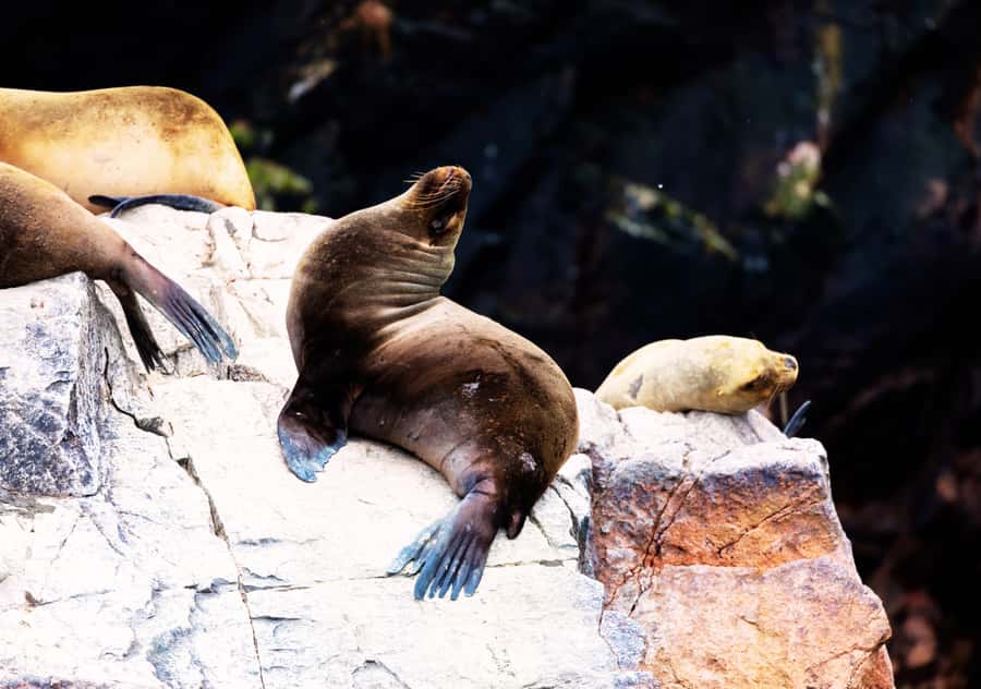 From Lima 2 days 1 night, Ballestas,Huacachina & Nazca lines - The evening transfer to Nazca