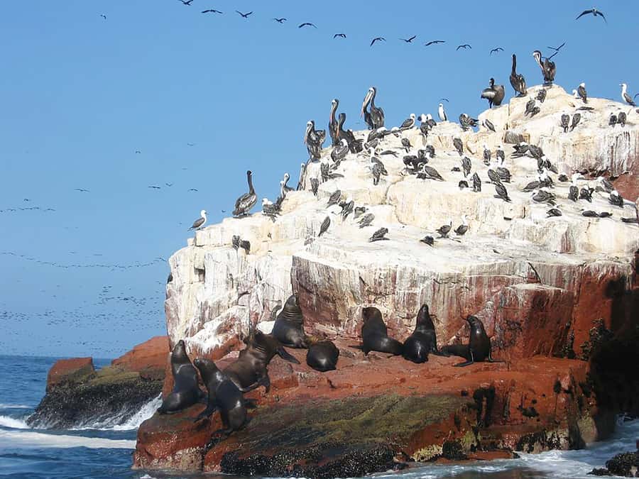 From Lima: Ballestas Islands, Huacachina, and Vineyard Tour - Should you book the Lima to Ica day trip?