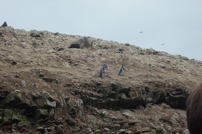 From Lima: Ballestas, Nazca Lines & Huacachina Oasis - Food, breaks, and what to pack