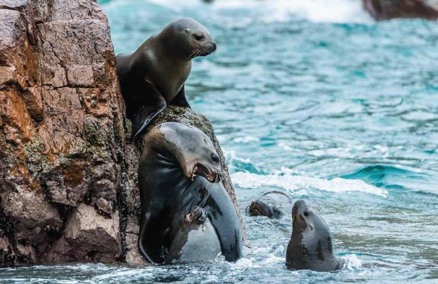 From Lima: Full Day Tour (Paracas + Huacachina) - What to bring for this 16.5-hour outing