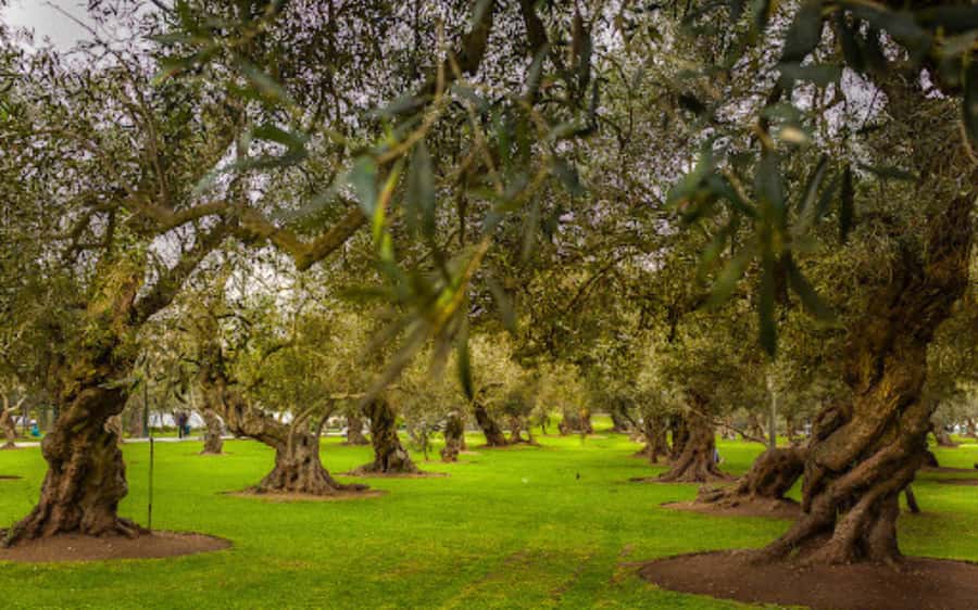 From Lima: Miraflores, Barranco & San Isidro Guided Tour - Who should book this outing?