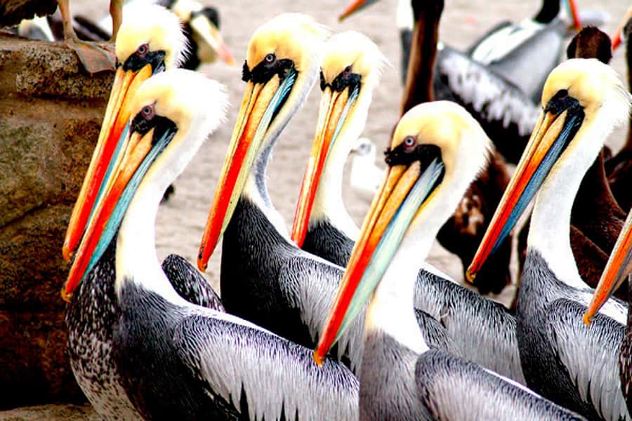 From Lima: Paracas and Huacachina Day Trip with Buggy Ride - The day at a glance
