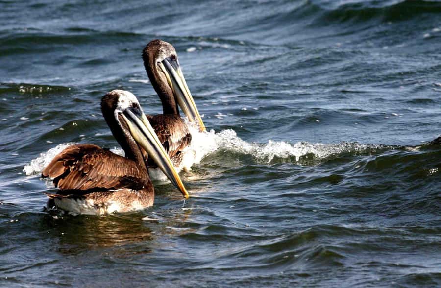 From Lima: Paracas and Huacachina Day Trip with Buggy Ride - The 5:30 AM start and the ride south