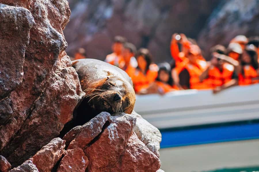 From Lima: Paracas and Huacachina Oasis Full Day Guided Tour - Ballestas Islands: Peru’s noisy little wildlife theater