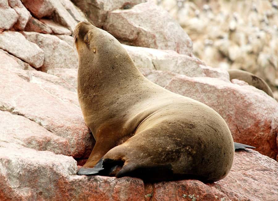 From Lima: Paracas and Huacachina Oasis Full Day Tour - Crossing to Huacachina and the Ica Desert