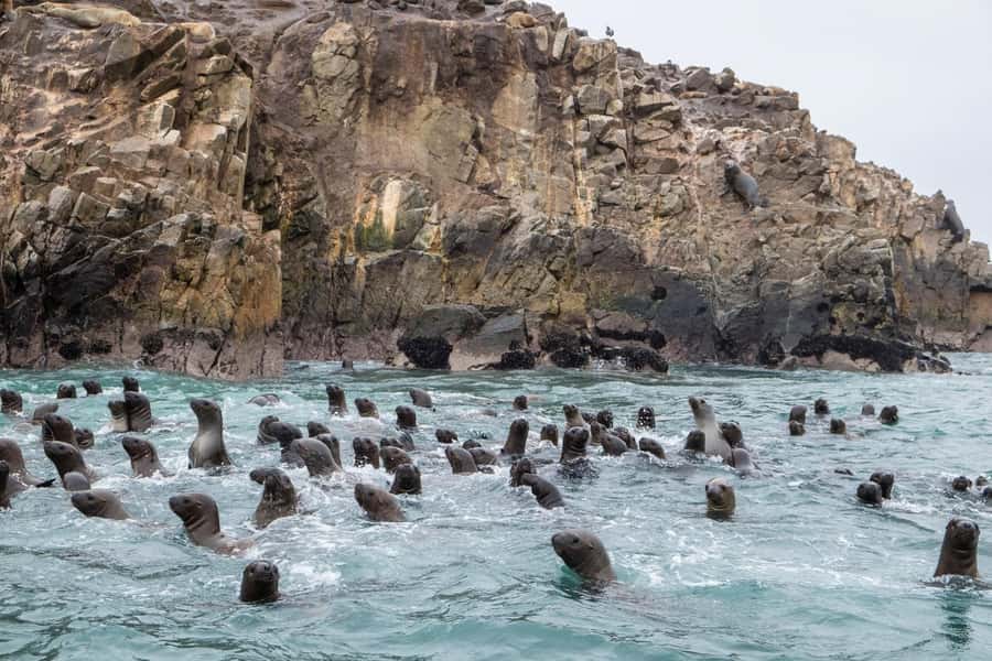 From Lima: Paracas and Huacachina Oasis Full Day Tour - The Ballestas Islands boat ride
