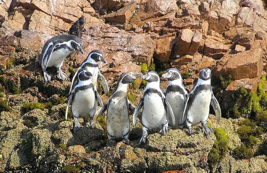 From Lima:Paracas Ballestas Islands and Ica Oasis 1 day Tour - Ballestas Islands: the day’s best natural encounter