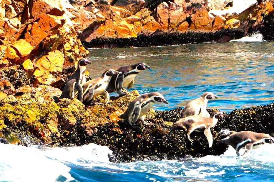 From Lima:Paracas Ballestas Islands and Ica Oasis 1 day Tour - Ica lunch and a taste of local food