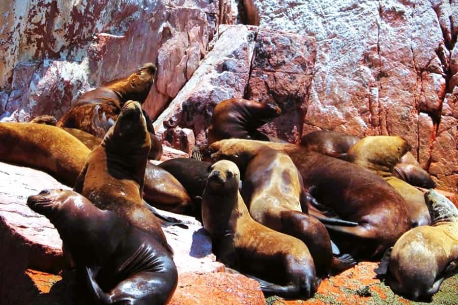 From Lima:Paracas Ballestas Islands and Ica Oasis 1 day Tour - The early pickup sets the tone